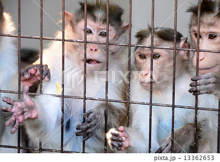 動物園 13362653