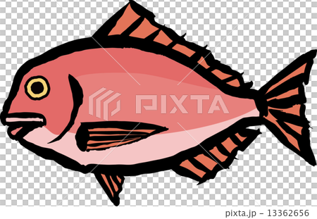 海鯛 海鯛 13362656