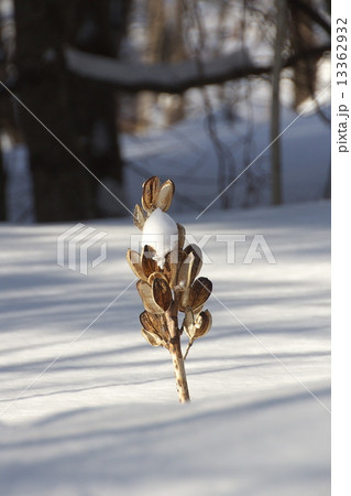 オオウバユリの冬の姿 オオウバユリの冬の姿 13362932