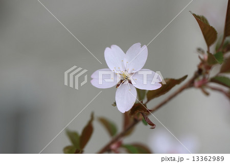 桜 13362989