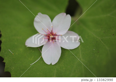 桜 13362990