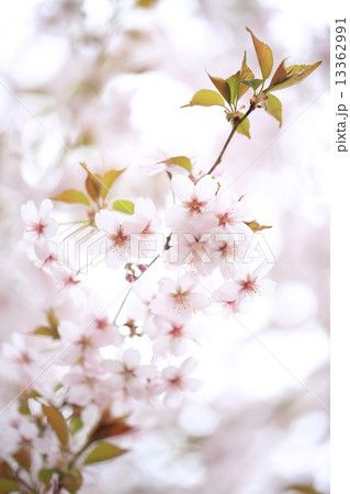 桜 13362991