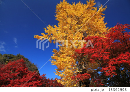 銀杏とカエデの秋 銀杏とカエデの秋 13362998