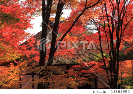 常寂光寺の秋 常寂光寺の秋 13362999