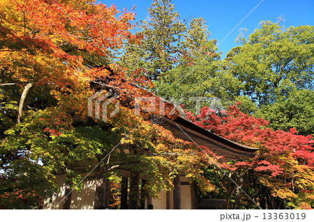 湖東三山西明寺の紅葉 13363019