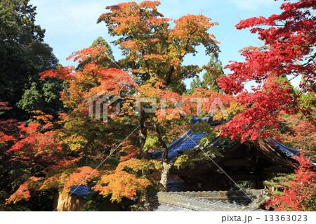 湖東三山西明寺の紅葉 13363023