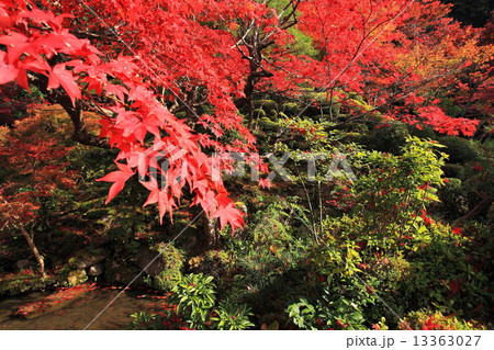 金剛輪寺の秋の紅葉 13363027