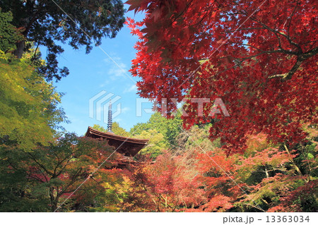 金剛輪寺三重塔と秋の紅葉 13363034