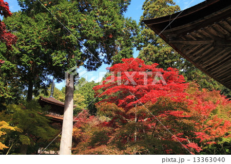 金剛輪寺の秋の紅葉 金剛輪寺の秋の紅葉 13363040