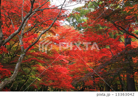 金剛輪寺秋の紅葉 13363042