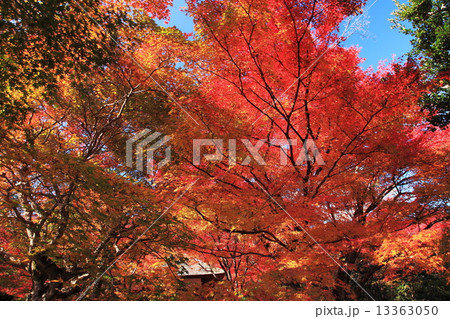 秋の常寂光寺 秋の常寂光寺 13363050