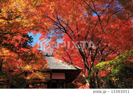 秋の常寂光寺 13363051