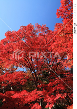 秋の常寂光寺 秋の常寂光寺 13363055