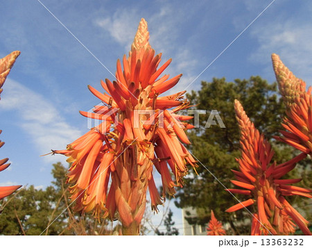 筒状の花を紡錘状に咲かす医者要らずキダチアロエの花 13363232