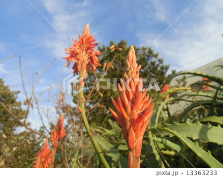 筒状の花を紡錘状咲かす医者要らずキダチアロエの花の写真素材