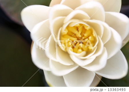 スイレン 13363493