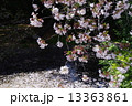 桜 13363861