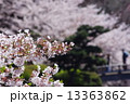 桜 13363862