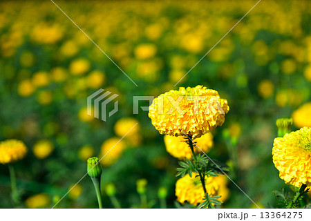 Marigold in the garden Thailand 13364275