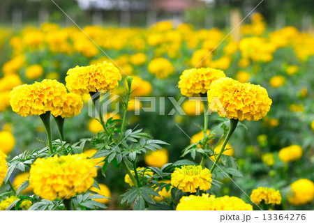 Marigold in the garden Thailand 13364276