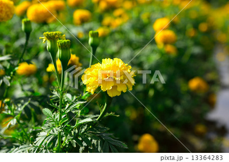 Marigold in the garden Thailand Marigold in the garden Thailand 13364283