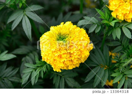 Marigold in the garden Thailand 13364318