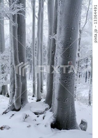 Trunks of Beech Trees Covered with Frost 13364491