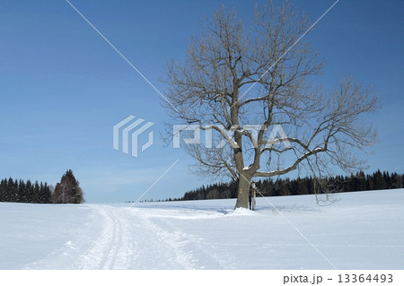 Snowy Landscape with a Solitary Tree 13364493