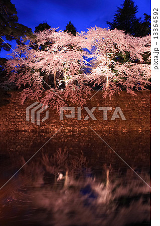 鶴ヶ城の桜 鶴ヶ城の桜 13364592