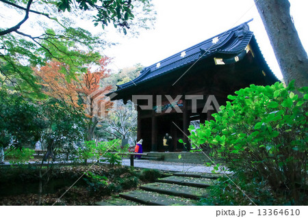 妙本寺の紅葉 13364610