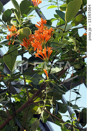 カエンカズラ 13365064