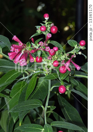 ケストルム ファスキクラツム　 13365170