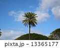 ヤシの木 13365177