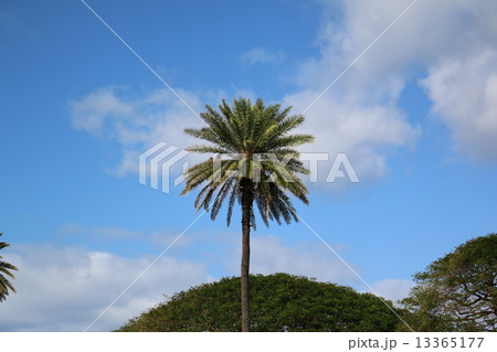 ヤシの木 13365177