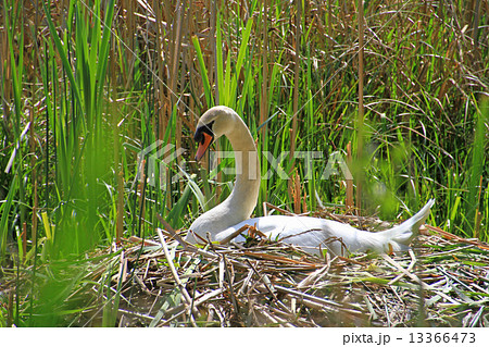 スタンレーパークの白鳥 13366473