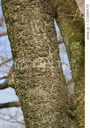 オオシマザクラ(大島桜) オオシマザクラ(大島桜) 13366479