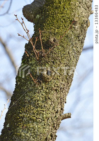 オオシマザクラ（大島桜） 13366483