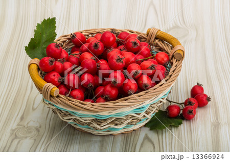 Hawthorn 13366924
