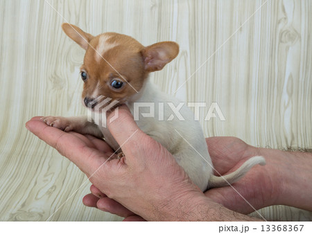 Chihuahua 13368367