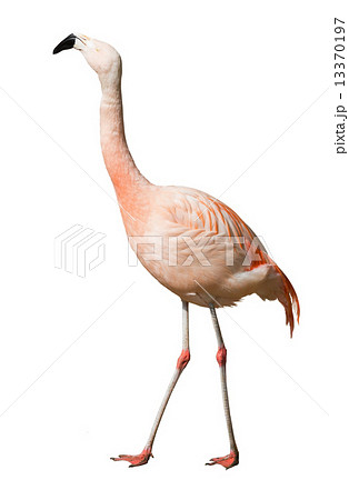 Chilean flamingo Chilean flamingo 13370197