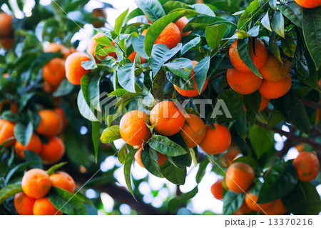 tangerines on branch tangerines on branch 13370216