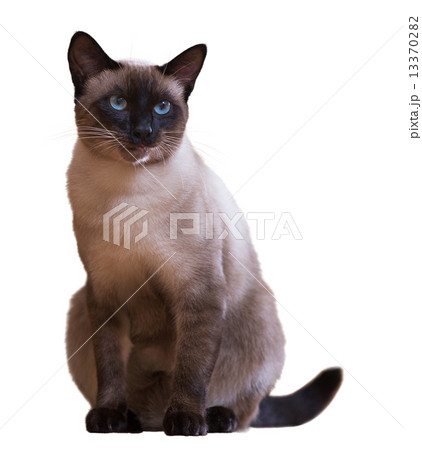 Siamese cat, isolated on white 13370282