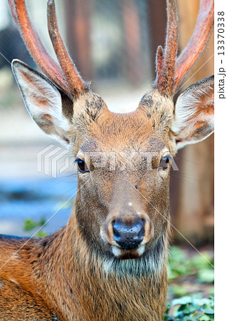Head of Sika deer 13370338