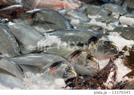 Gilt-head bream on  market counter 13370345