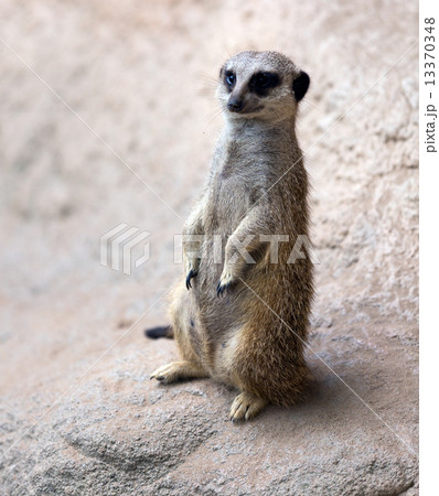 meerkat meerkat 13370348