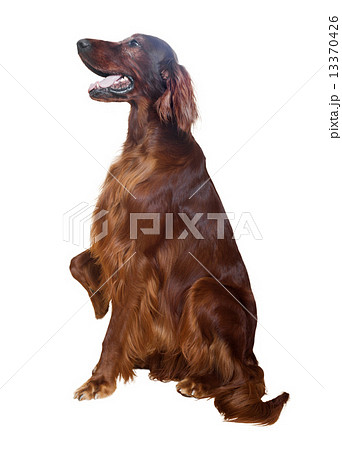 Irish Setter 13370426