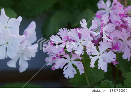 日本桜草 藤の里と申します。 日本桜草 藤の里と申します。 13371092