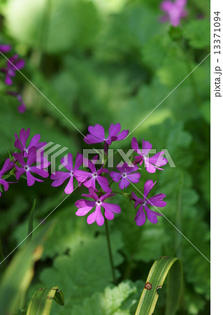 日本桜草 緋の司 ヒノツカサと申します。 日本桜草 緋の司 ヒノツカサと申します。 13371094