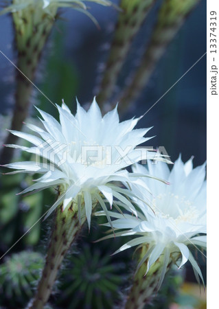 サボテン　姿に似合わず綺麗な花が咲きます。 13374319