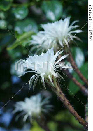サボテン 姿に似合わず綺麗な花が咲きます。 サボテン 姿に似合わず綺麗な花が咲きます。 13374322